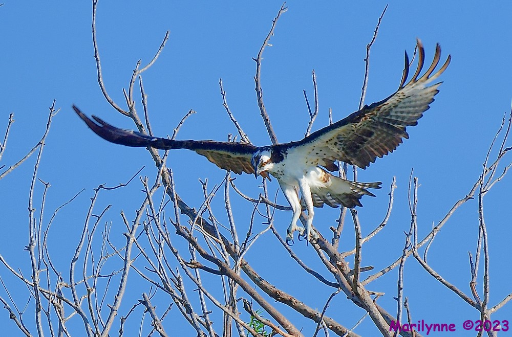 DSC_0141_001.JPG