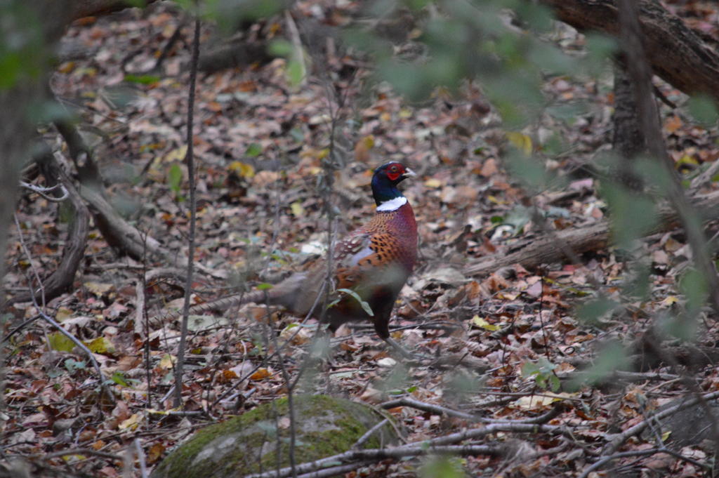 DSC_0142.jpg