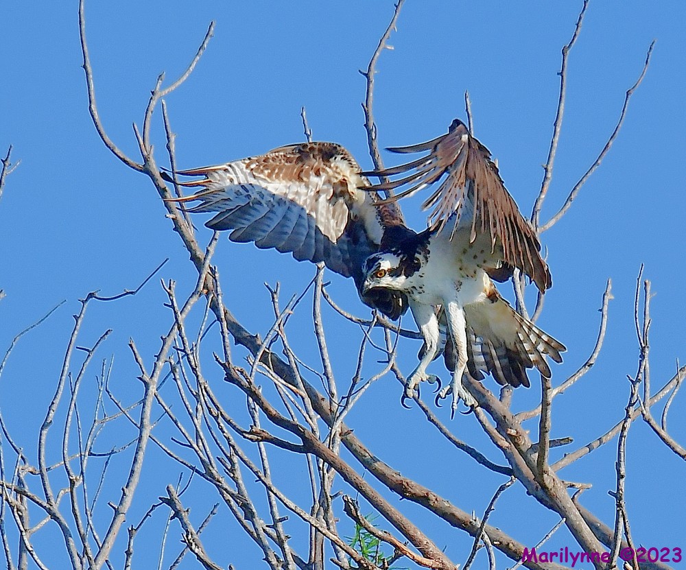 DSC_0142_001.JPG