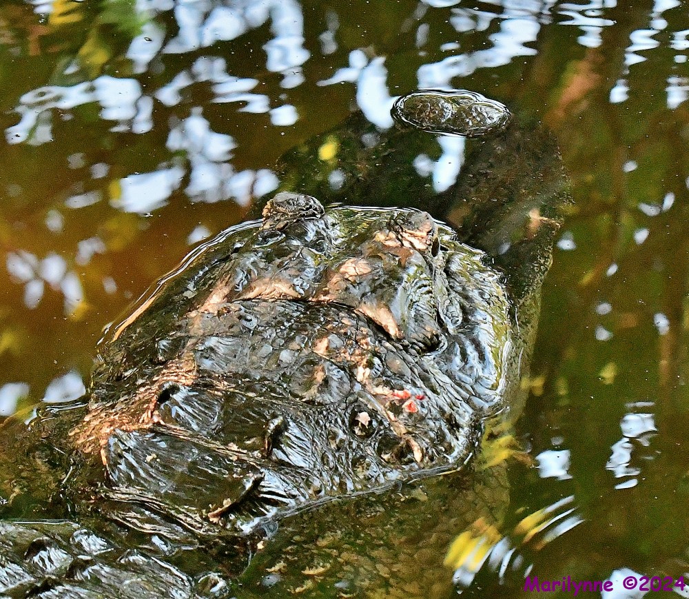 DSC_0142_001.JPG