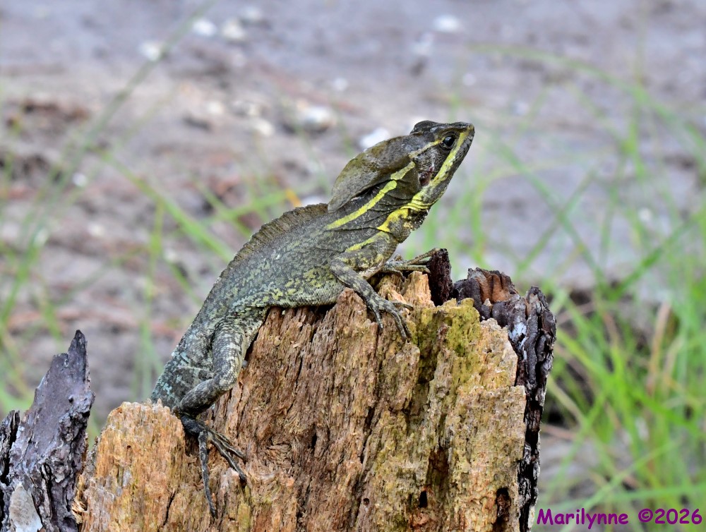 DSC_0143_001.JPG