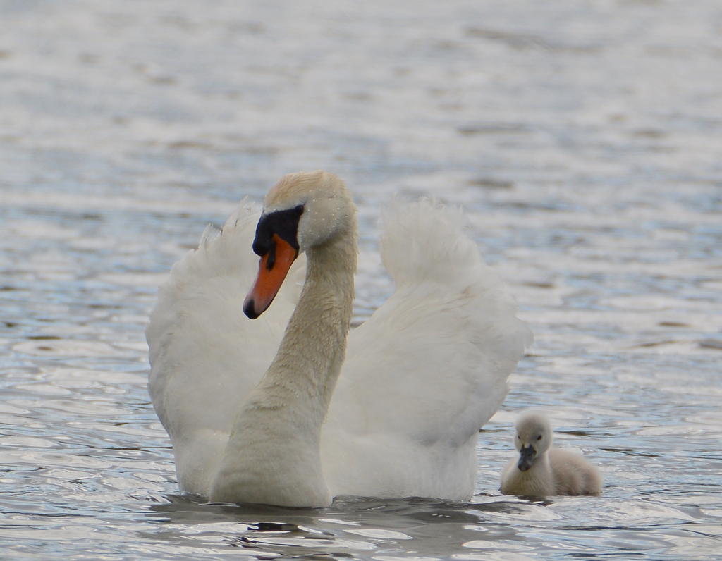 DSC_0144.jpg