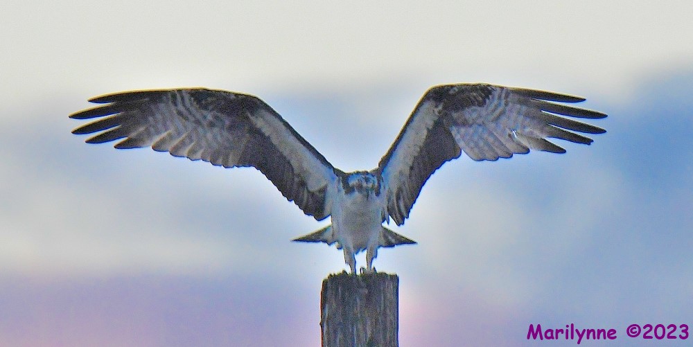 DSC_0144_001.JPG