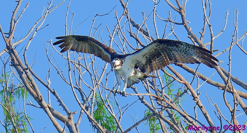 DSC_0145_001.JPG