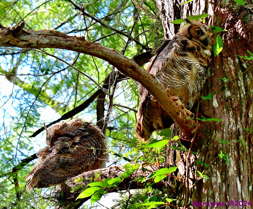 DSC_0154_001.JPG