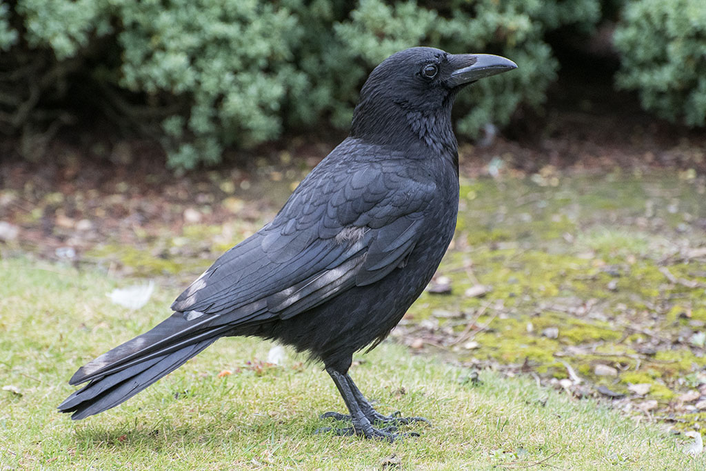 DSC_0156.jpg