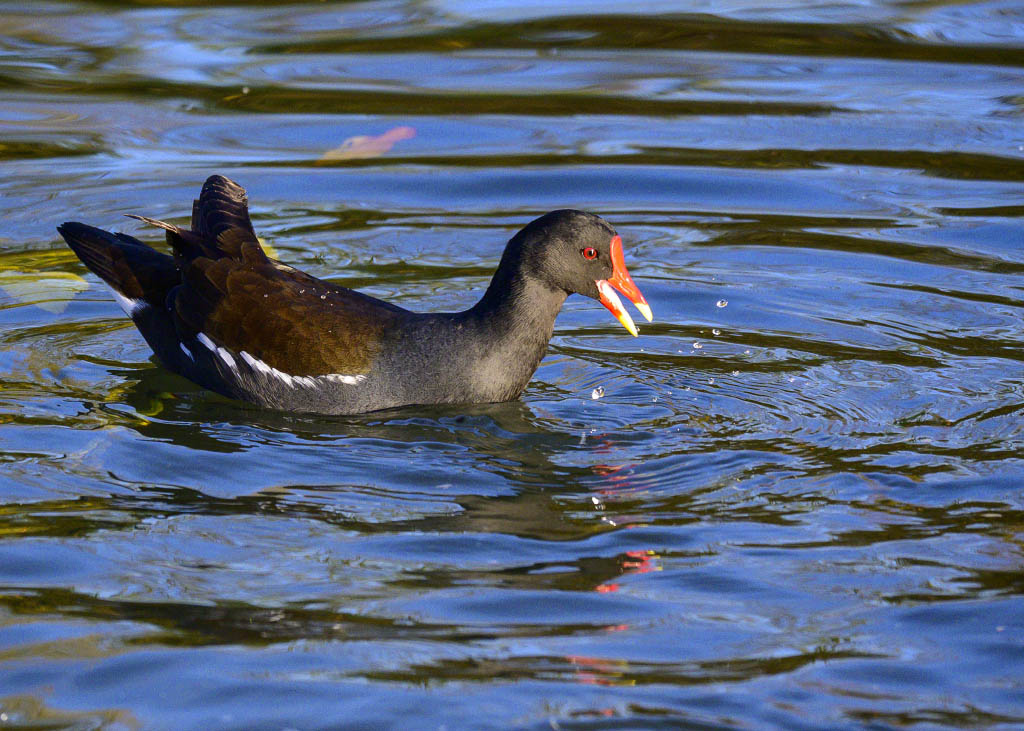 DSC_0156.jpg
