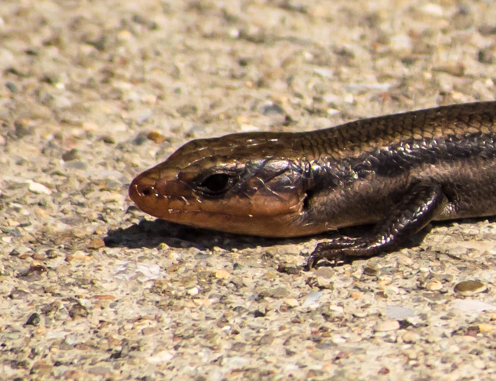 DSC_0157_140623_Cropped_001.jpg