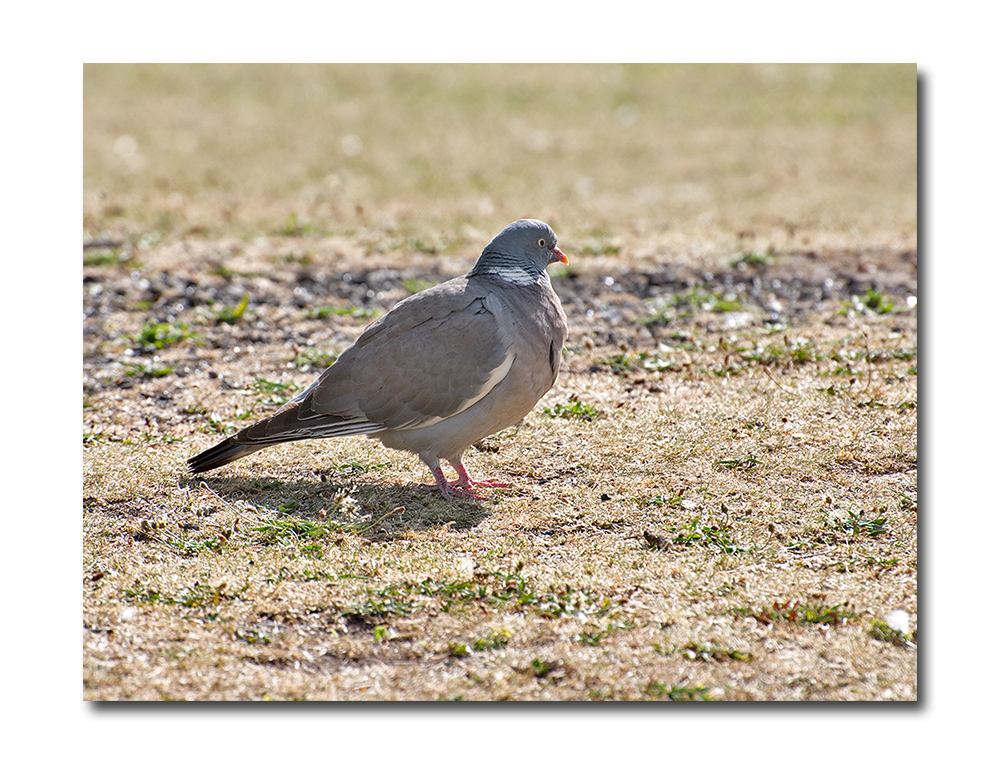 DSC_0159.jpg