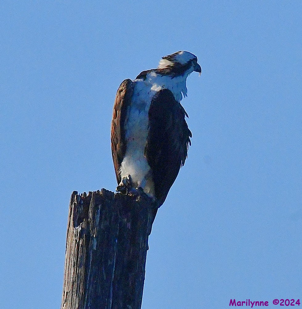 DSC_0160_001.JPG