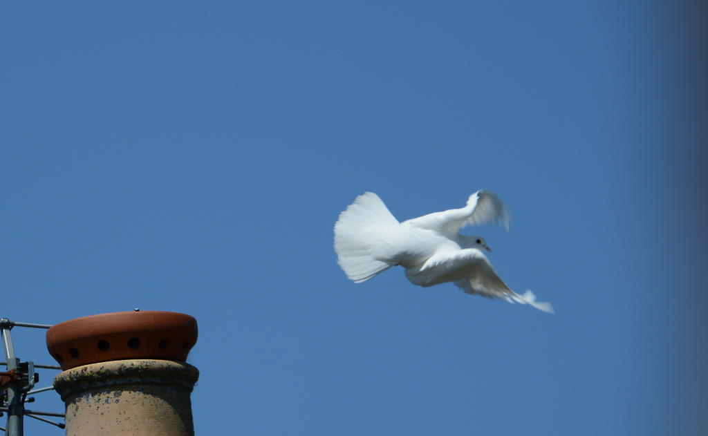 DSC_0161.jpg