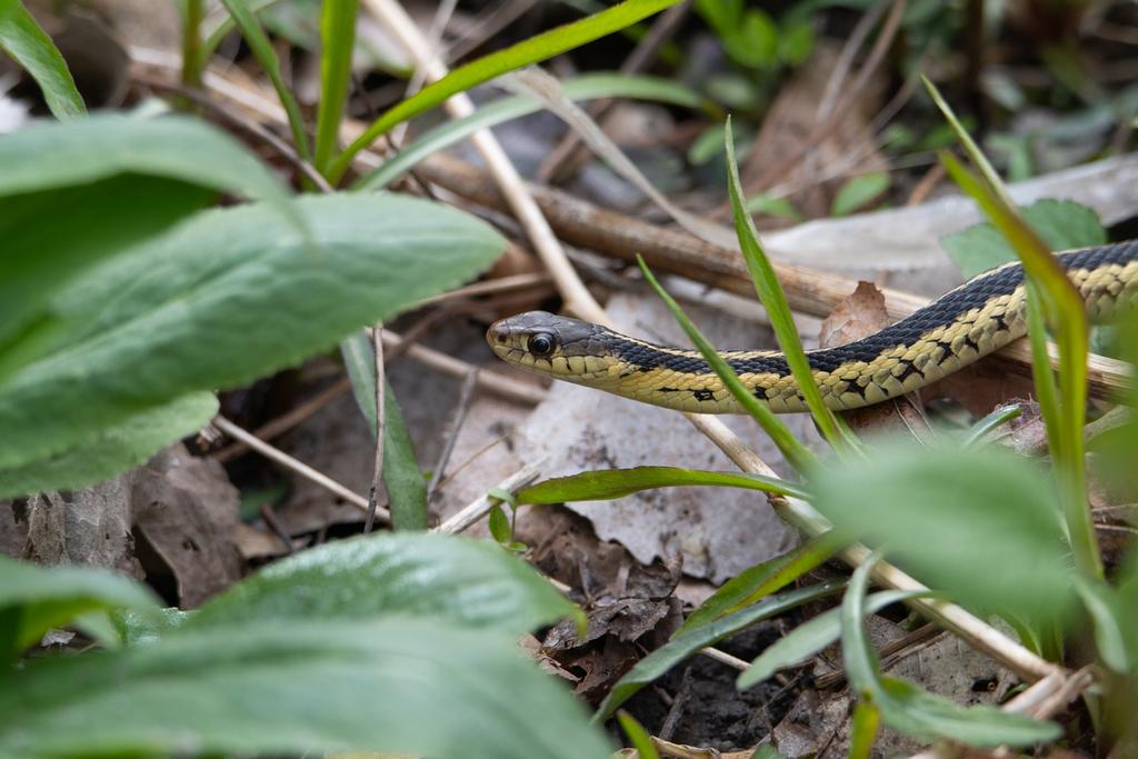 DSC_0161.jpg