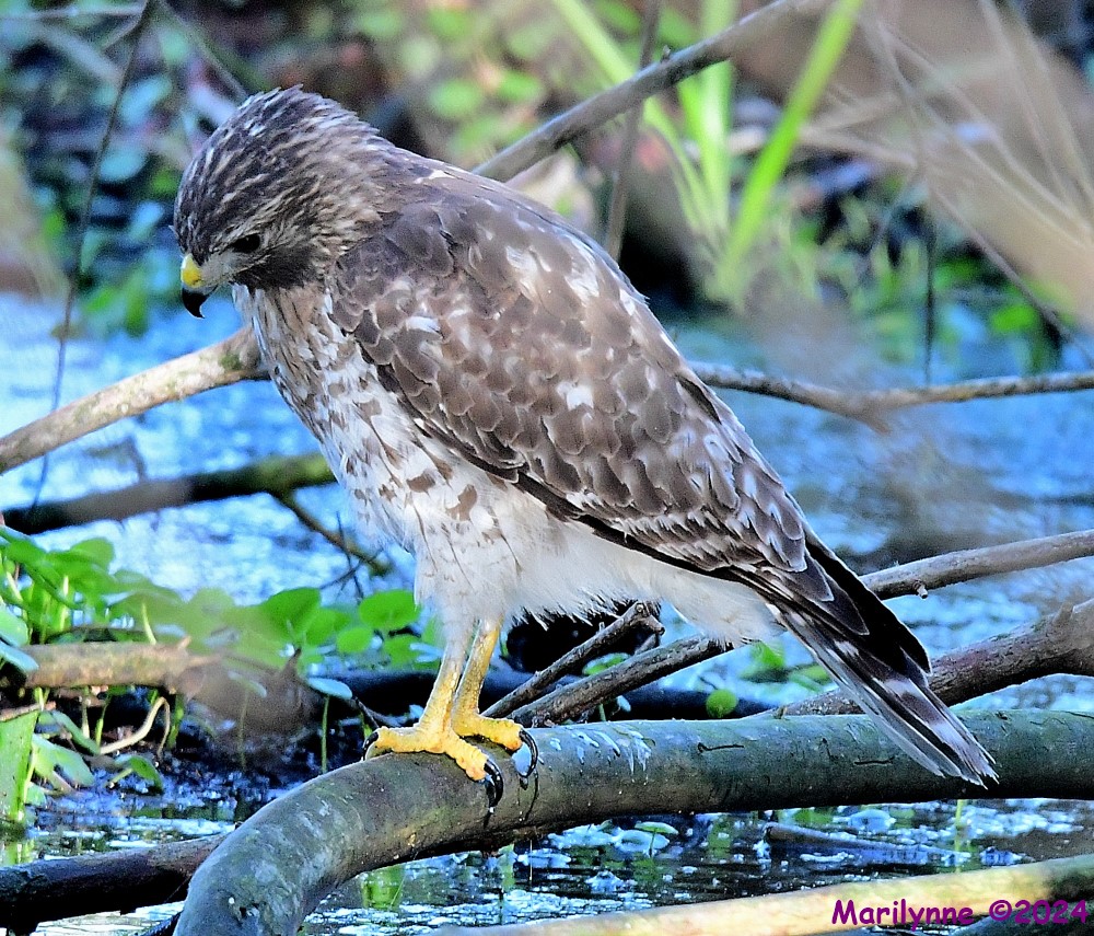 DSC_0161_001.JPG