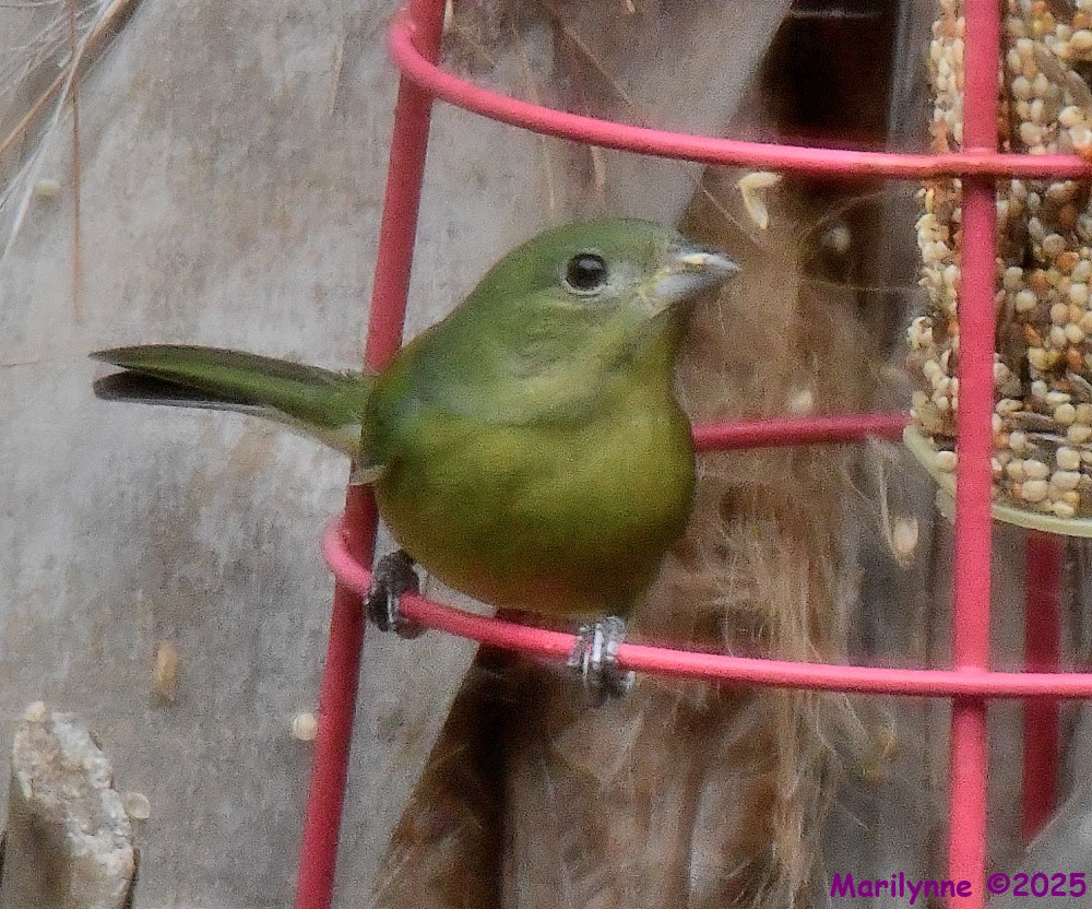 DSC_0161_001.JPG