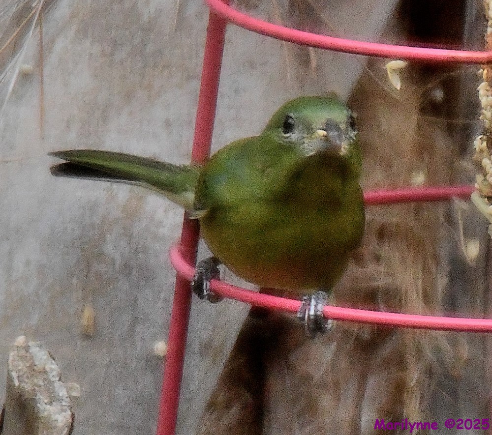 DSC_0163_001.JPG