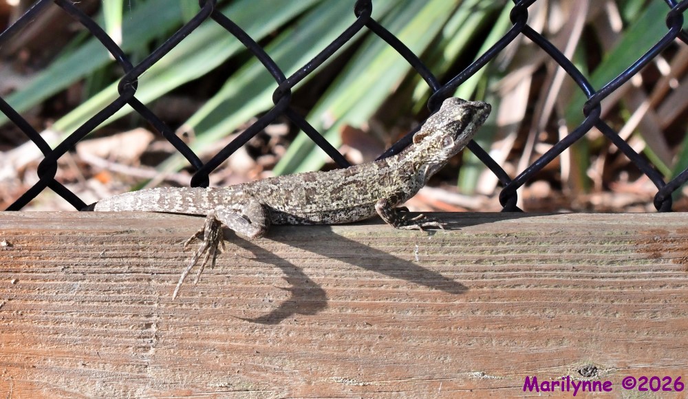 DSC_0163_001.JPG