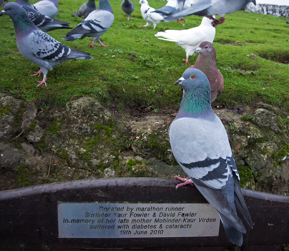 DSC_0164.jpg