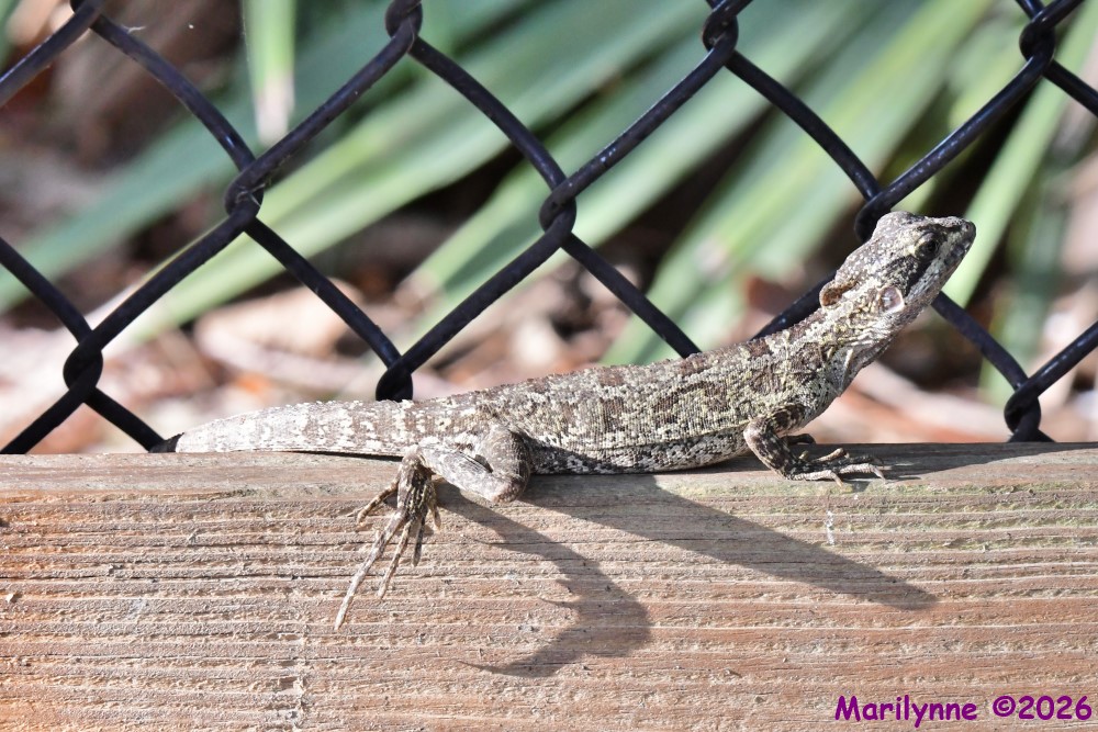 DSC_0165_001.JPG