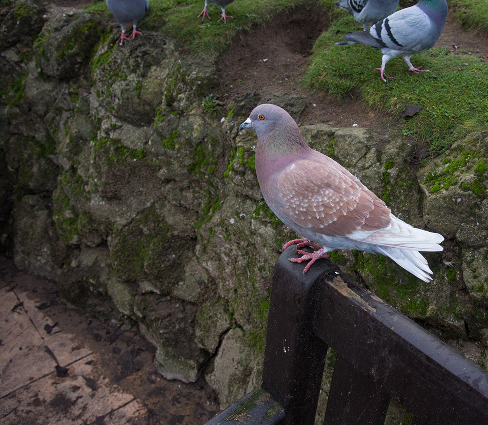 DSC_0166.jpg