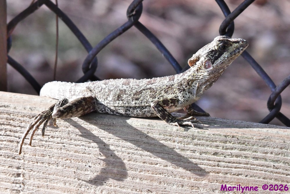DSC_0167_001.JPG