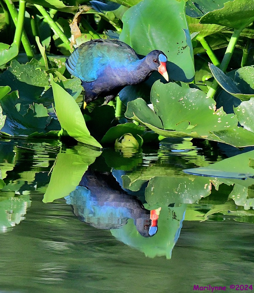 DSC_0168_001.JPG