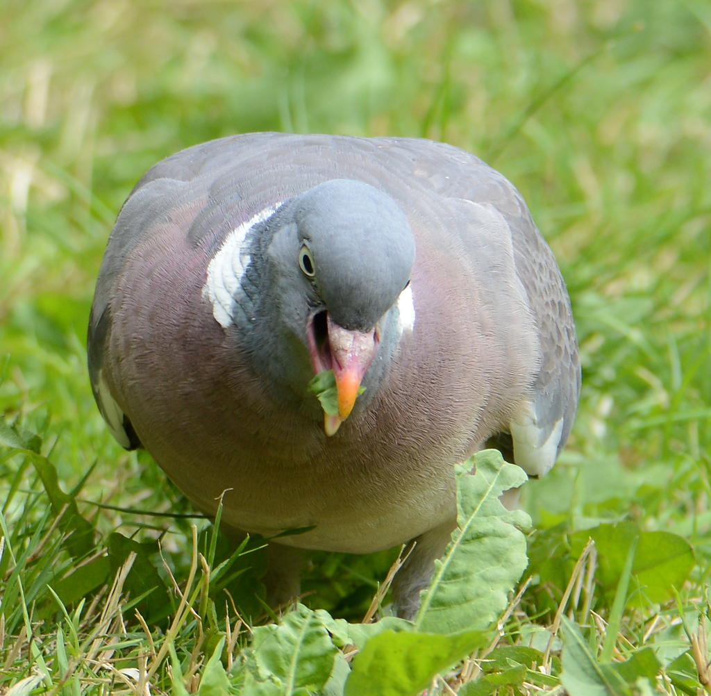 DSC_0169.jpg