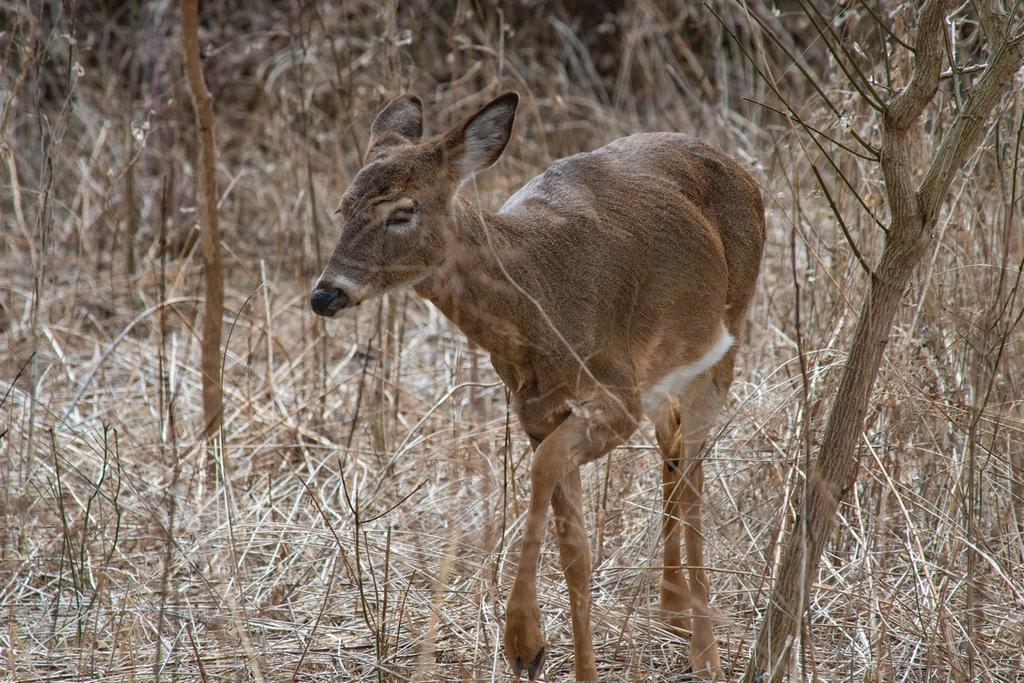 DSC_0170.jpg