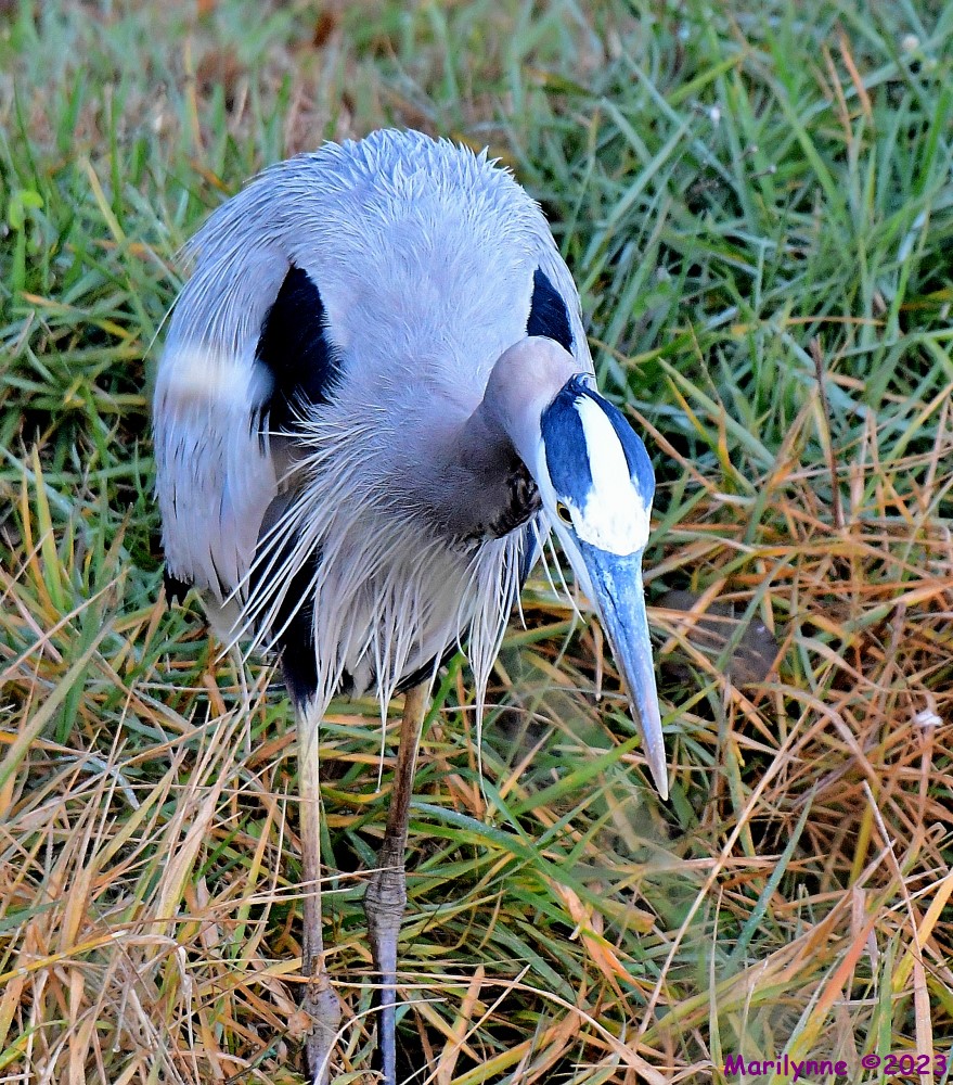 DSC_0170_001.JPG