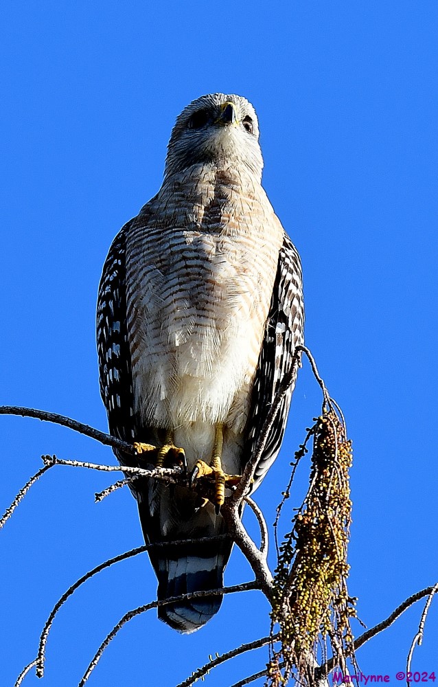DSC_0170_001.JPG