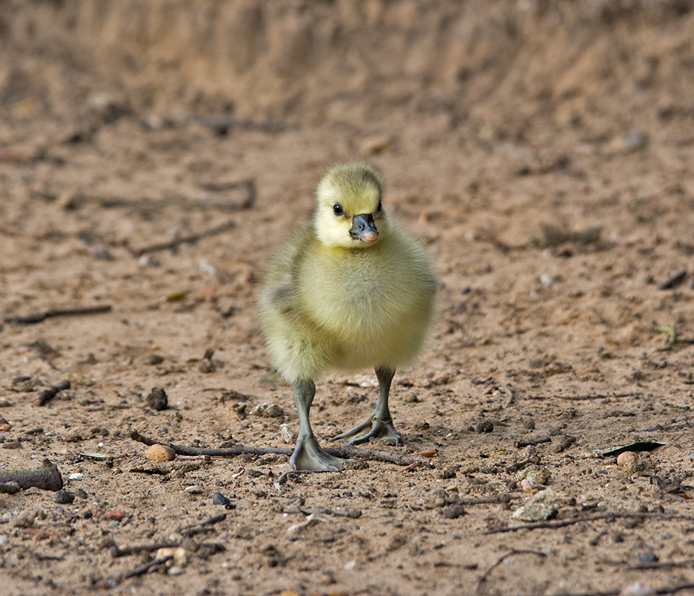 DSC_0172.jpg
