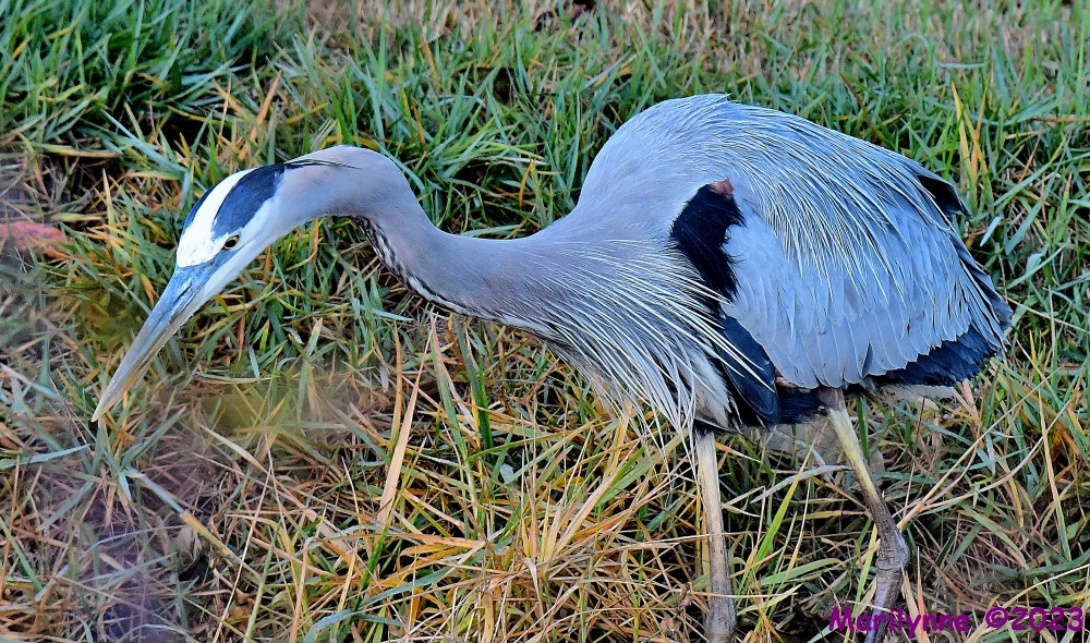 DSC_0172_001.JPG