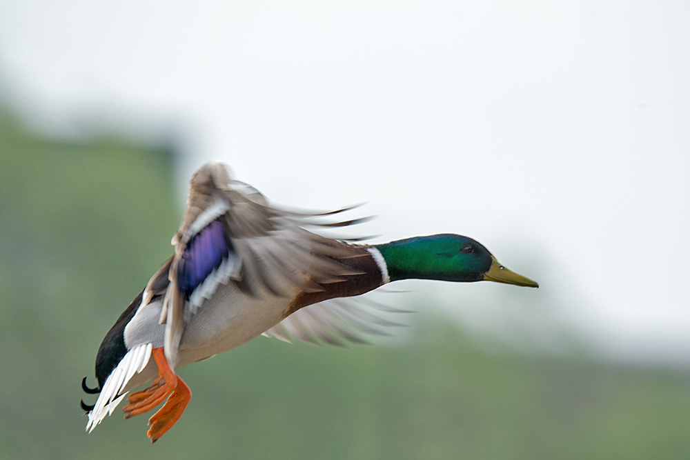 DSC_0173.jpg