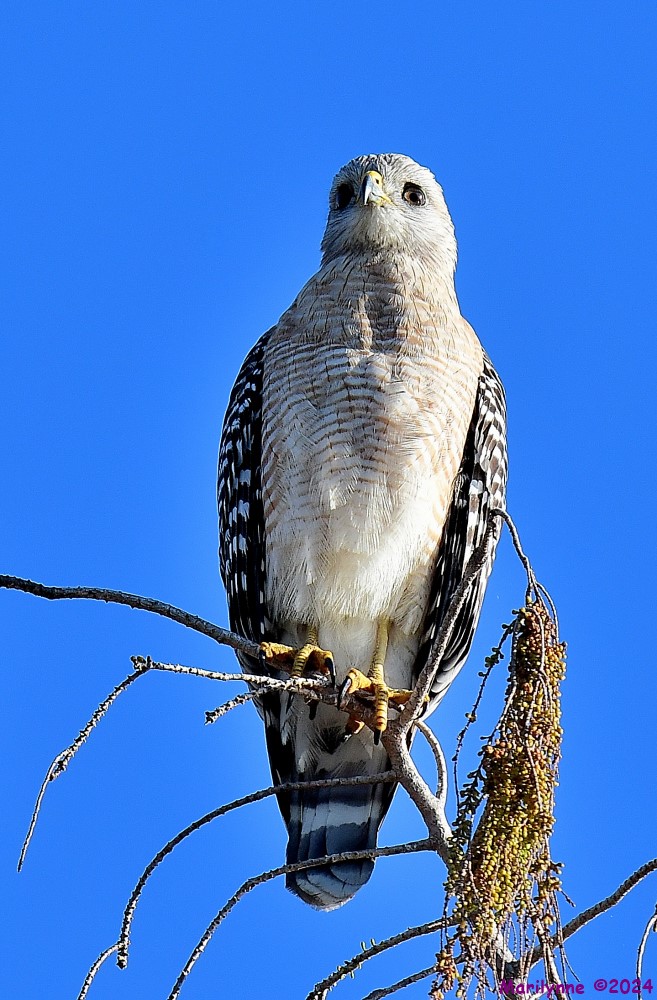 DSC_0174_001.JPG