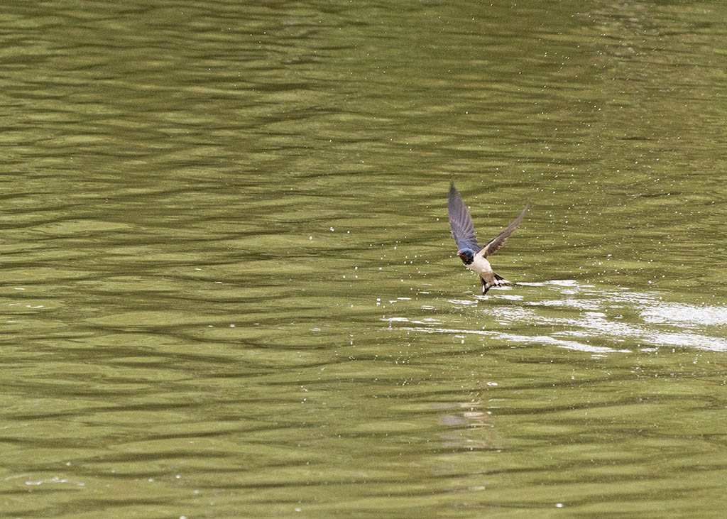 DSC_0175.jpg