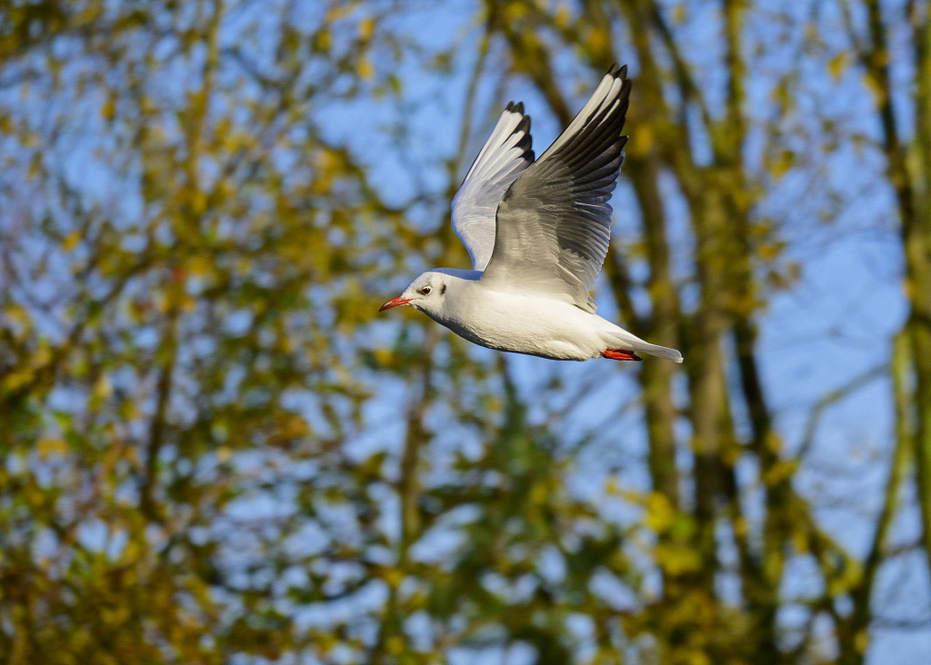 DSC_0175.jpg