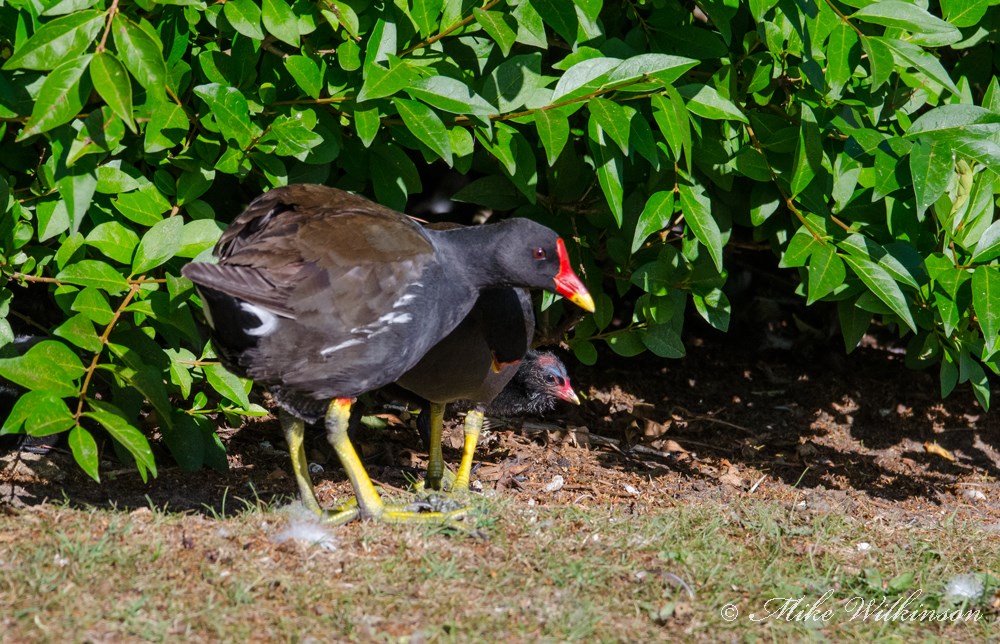 DSC_0175.jpg