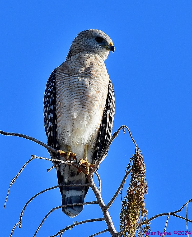 DSC_0175_001.JPG