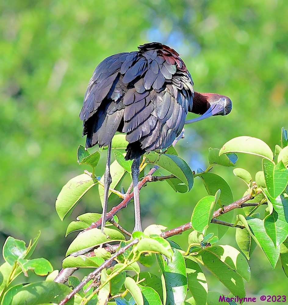 DSC_0178_001.JPG
