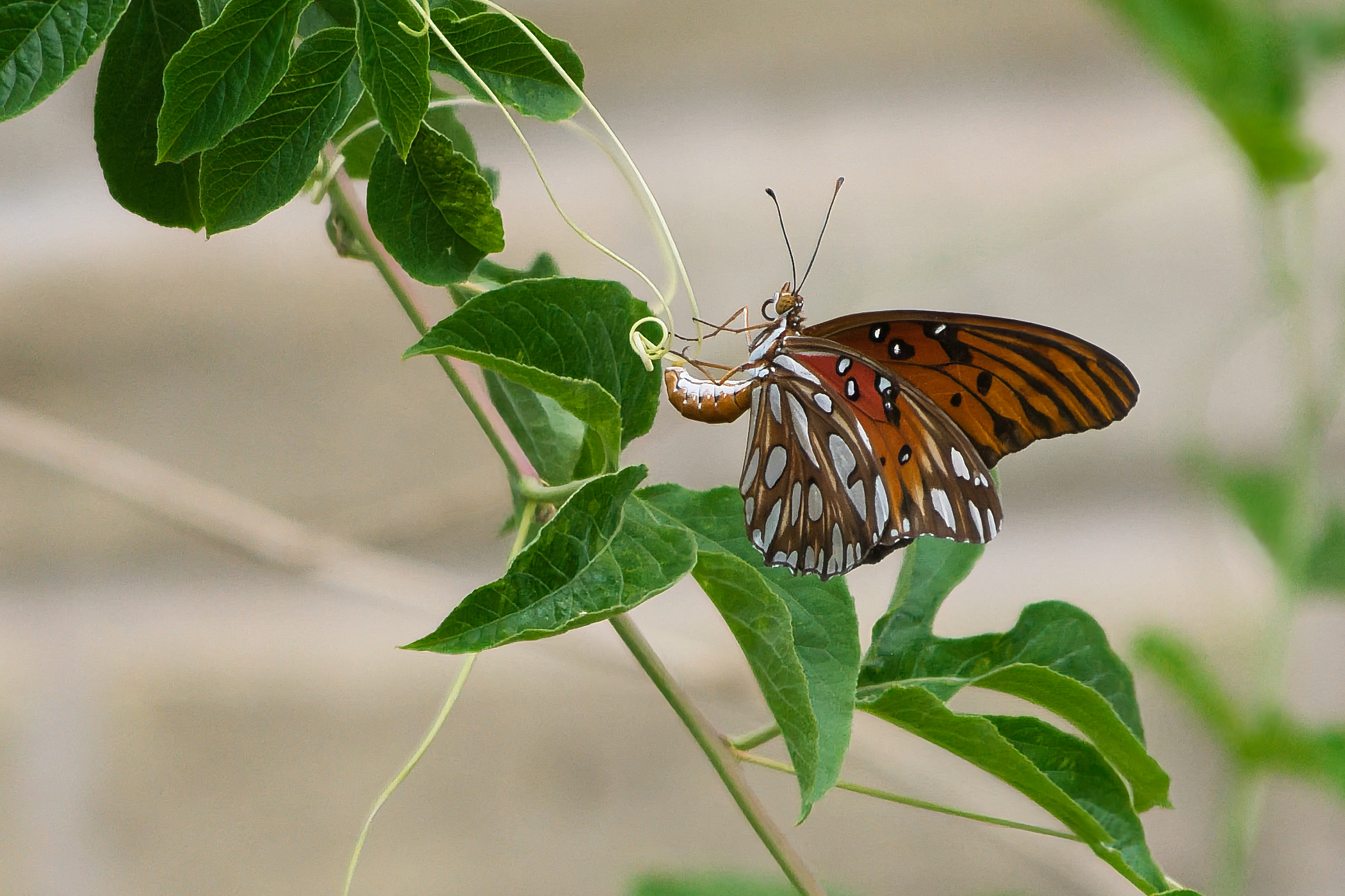 DSC_0180_NEO_cr.jpg