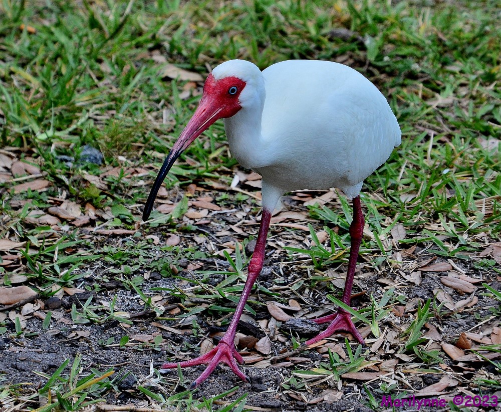 DSC_0183_001.JPG