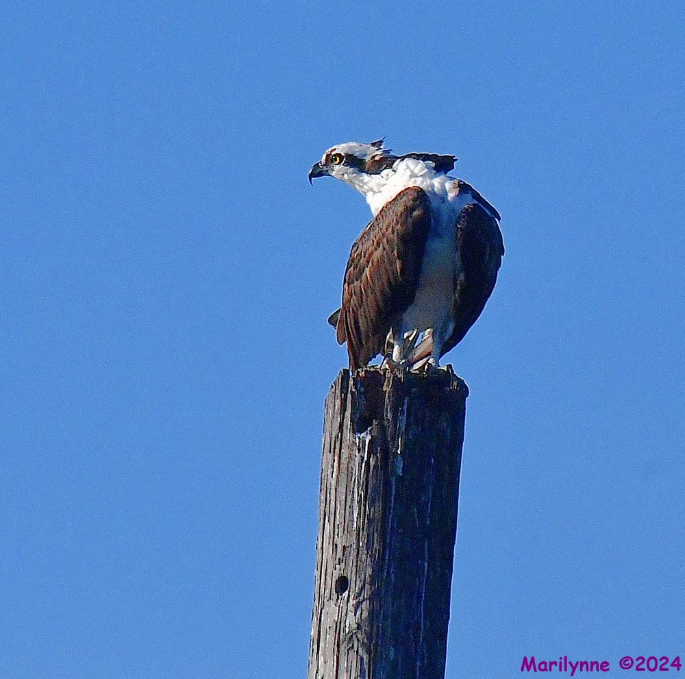 DSC_0183_001.JPG