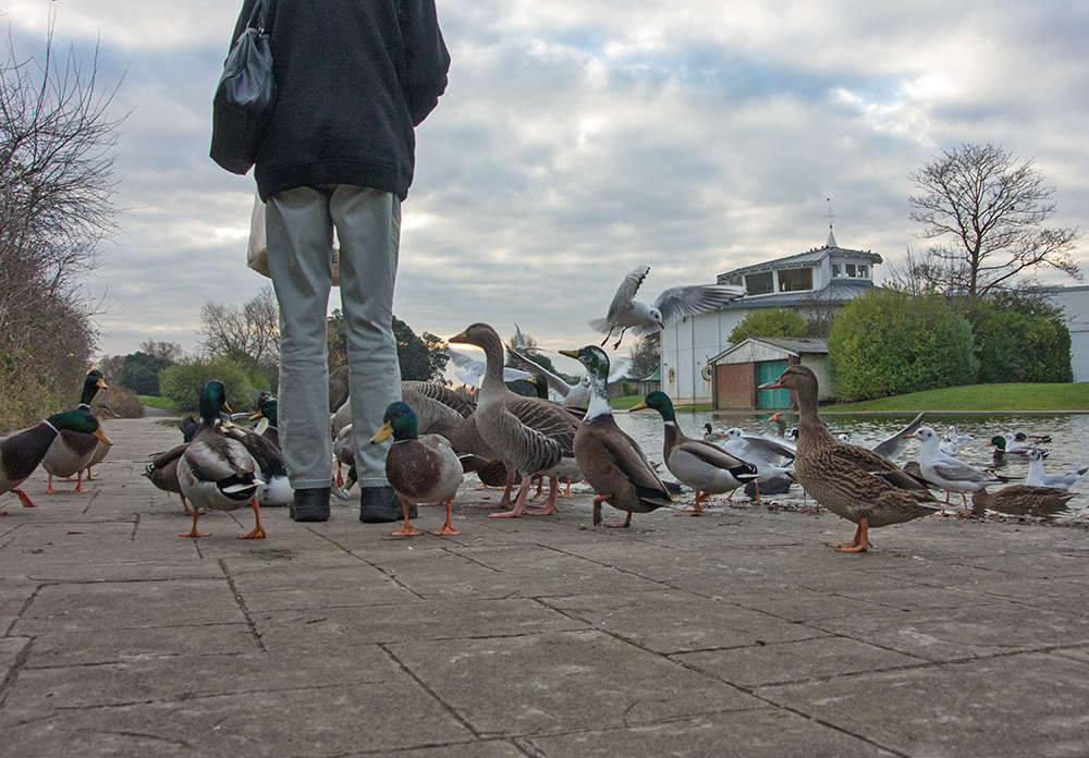 DSC_0184.jpg