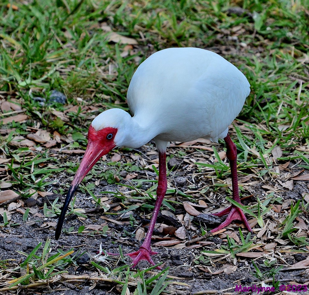 DSC_0184_001.JPG