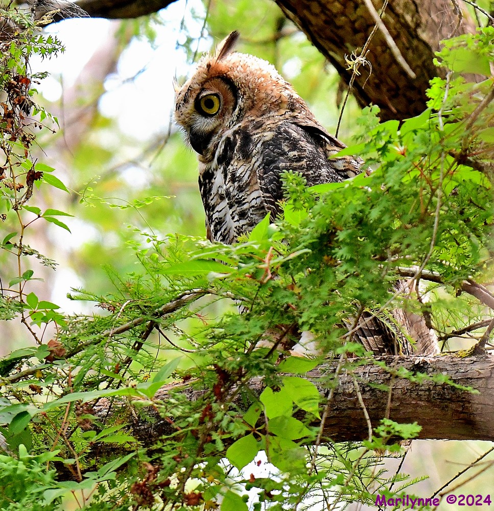 DSC_0184_001.JPG