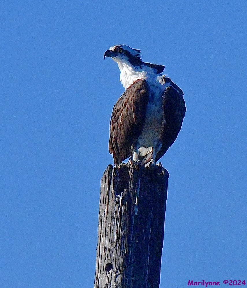 DSC_0185_001.JPG