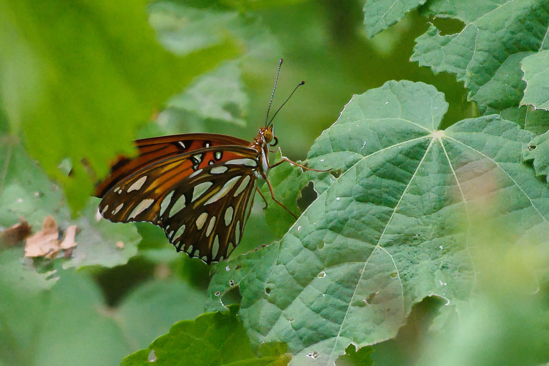 DSC_0185_NEO_cr.jpg