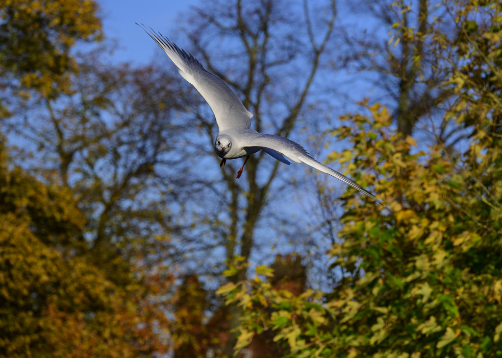 DSC_0186.jpg