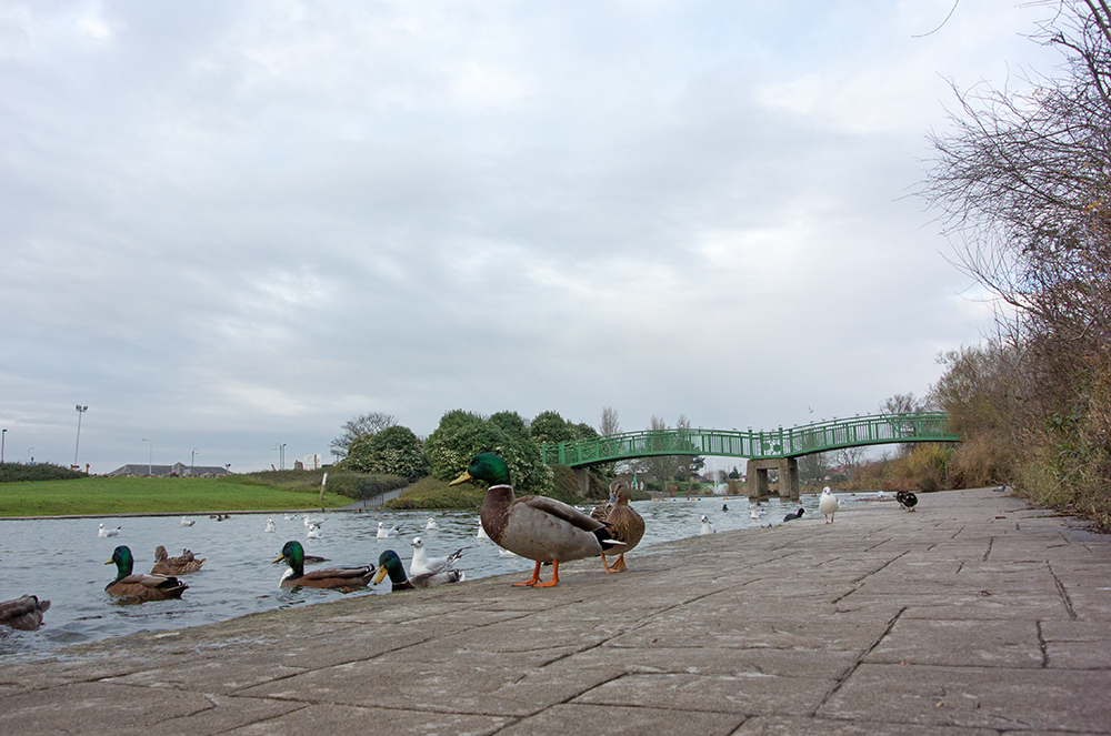 DSC_0187.jpg