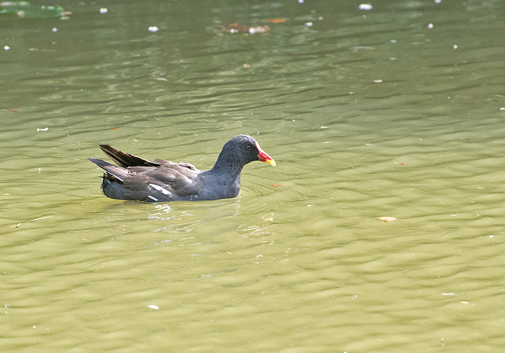 DSC_0189.jpg