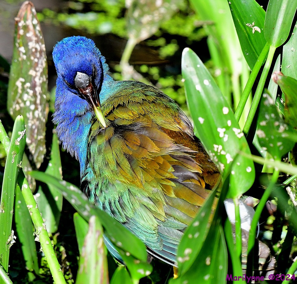 DSC_0189_001.JPG